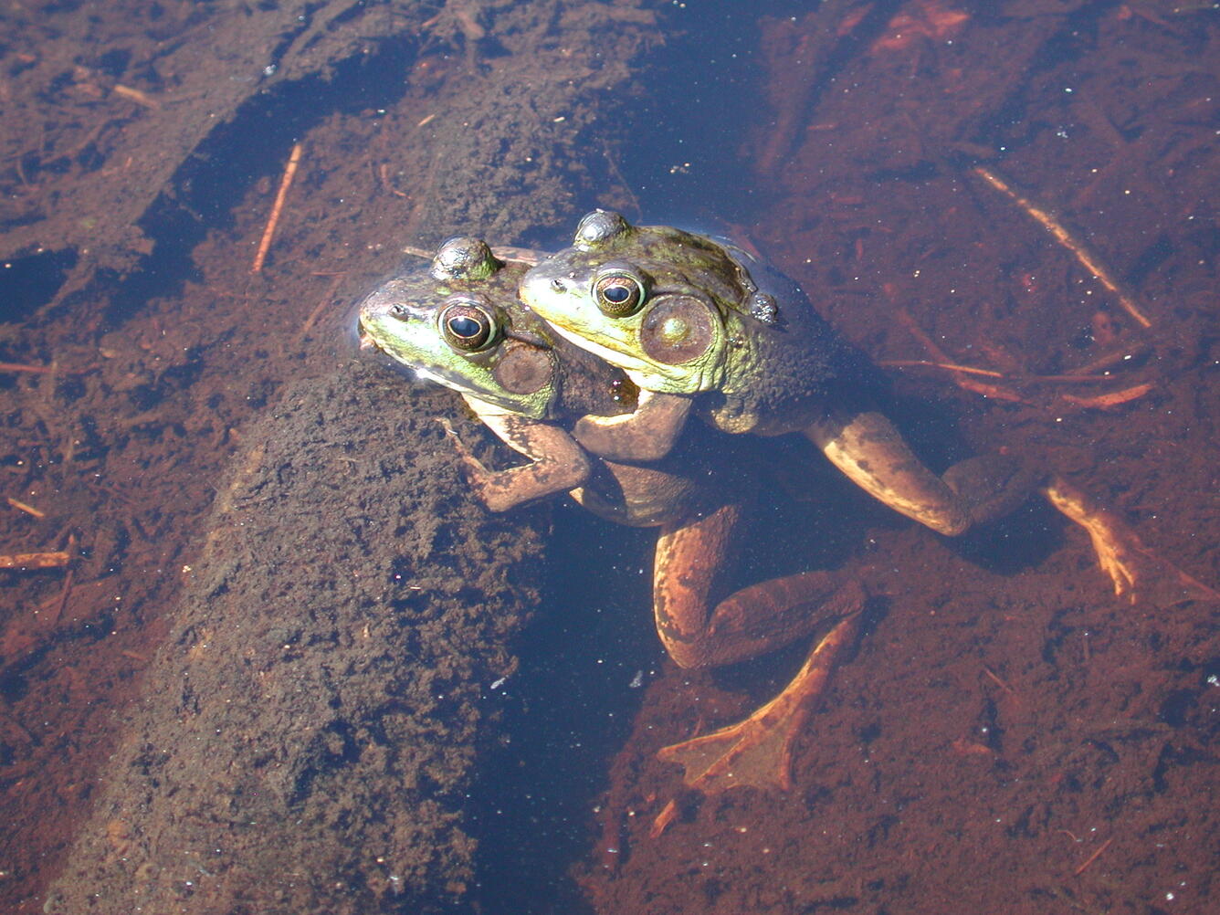 Two frogs