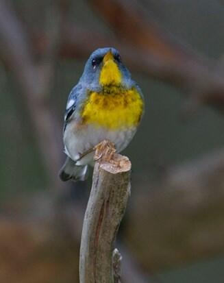 Northern Parula, Setophaga americana
