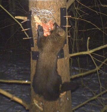 Fisher, Martes pennanti