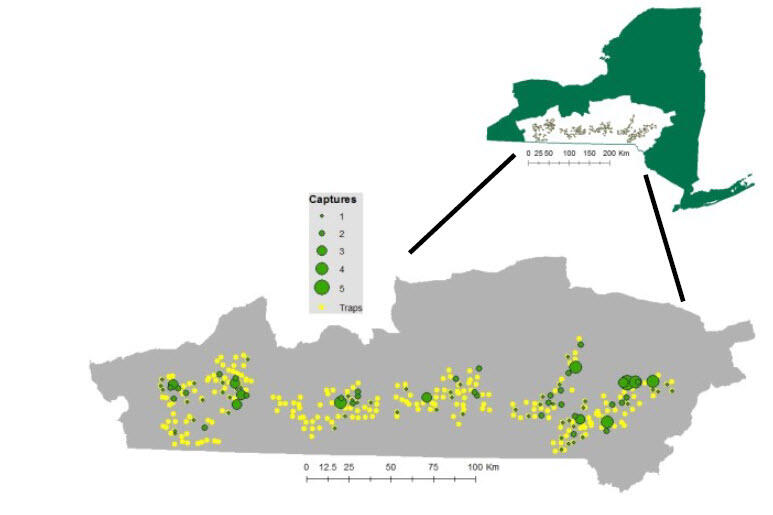 Distribution of hair snare sites in NY