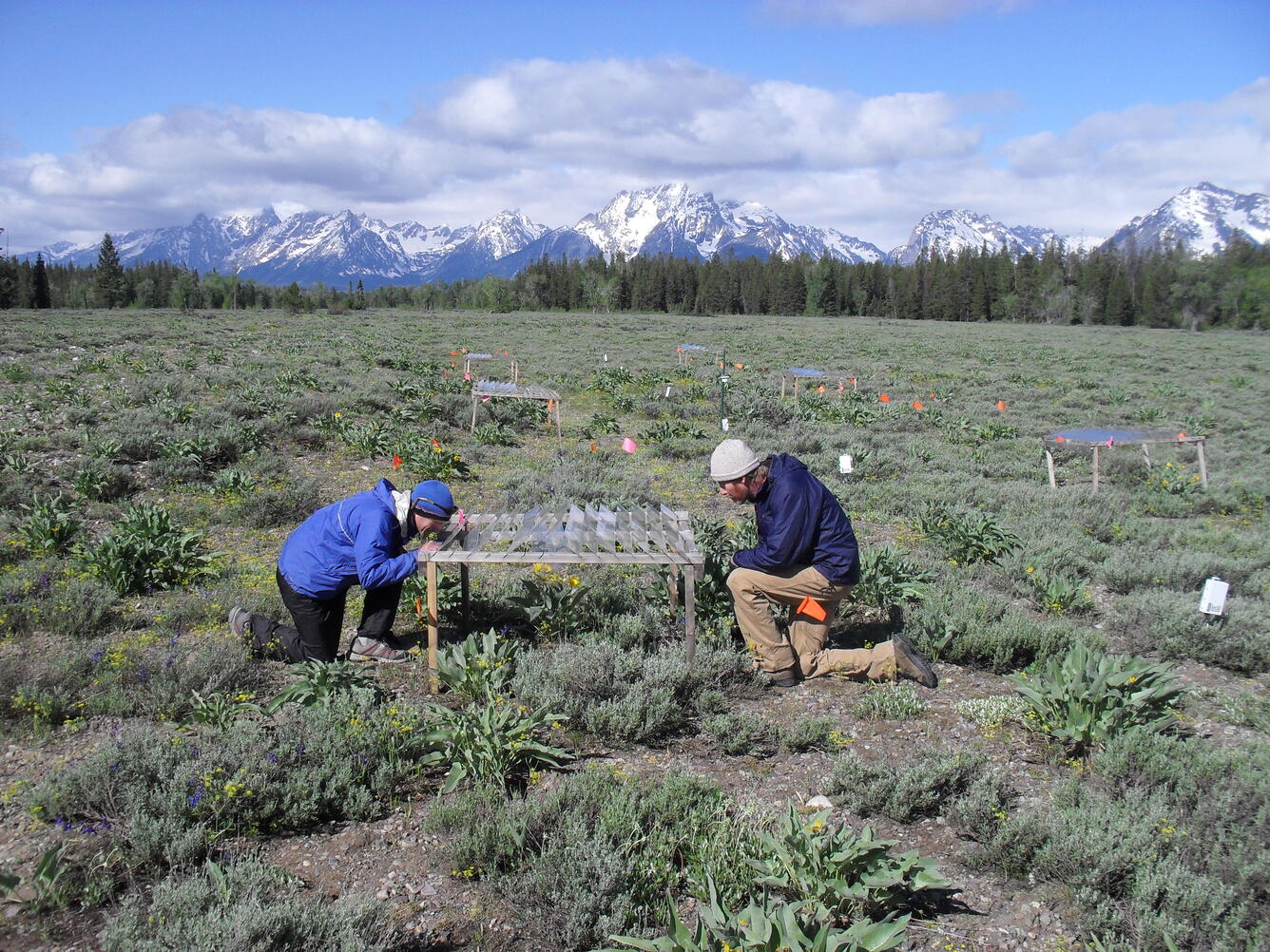 Measuring sagebrush