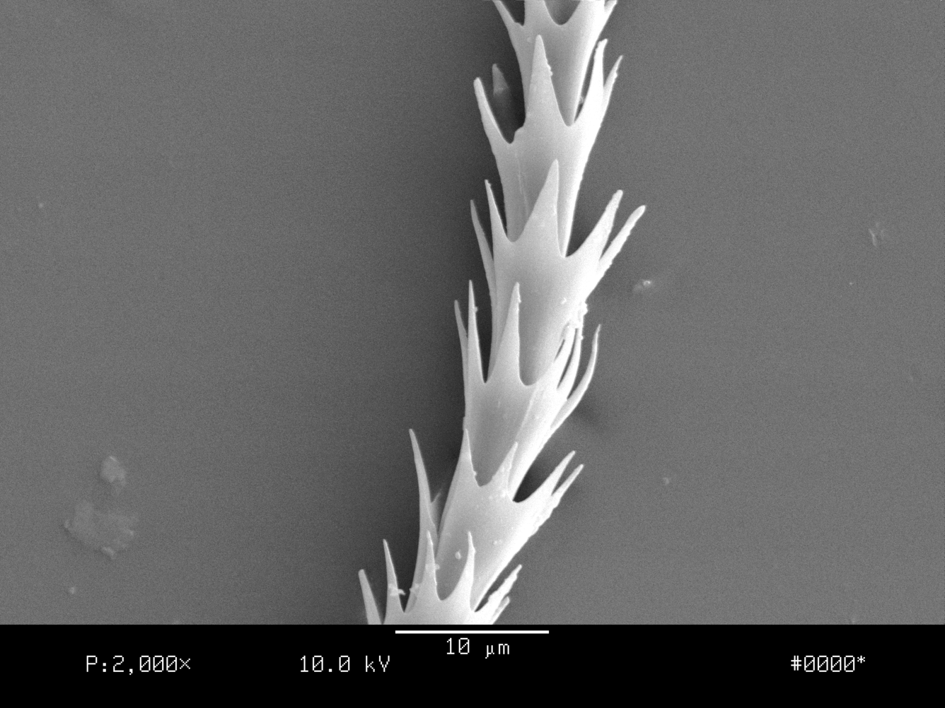 Scanning Electron Microscopy of Brazilian Free-tailed Bat, Tadarida brasiliensis