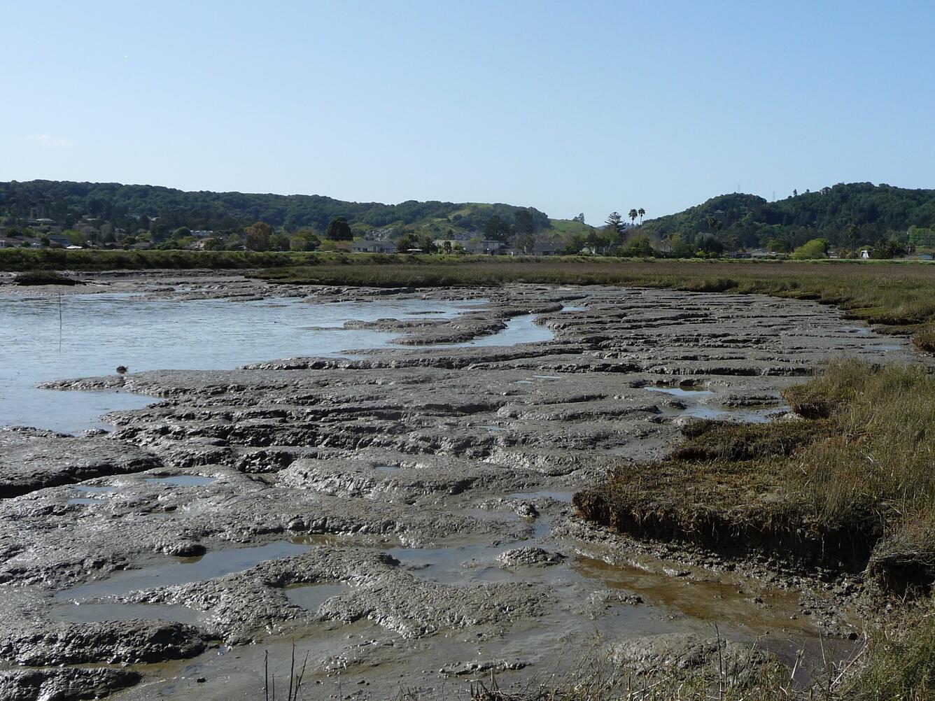 SF BE Marsh turned into mudflat