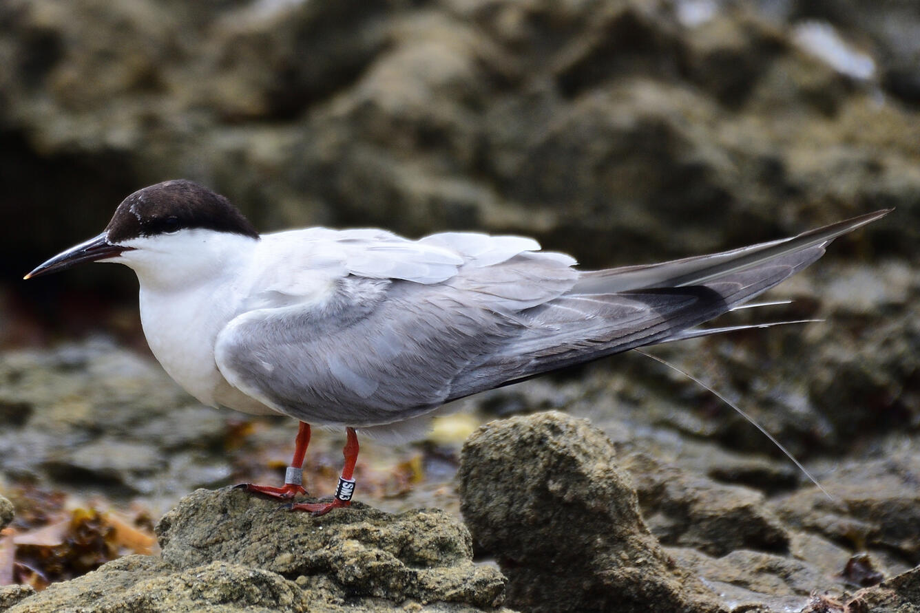 Adult Common Tern with PFR band SM3