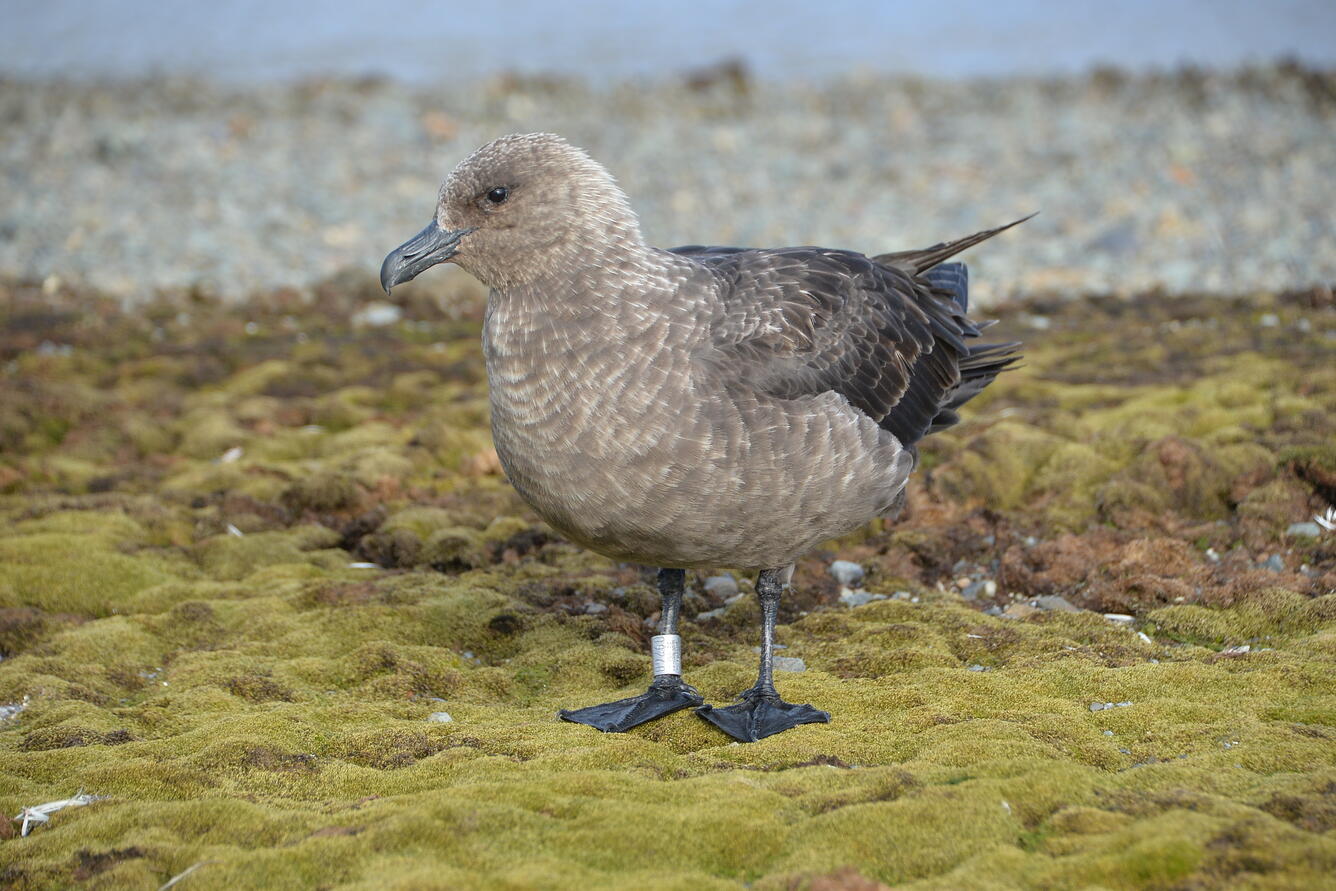 South polar skua