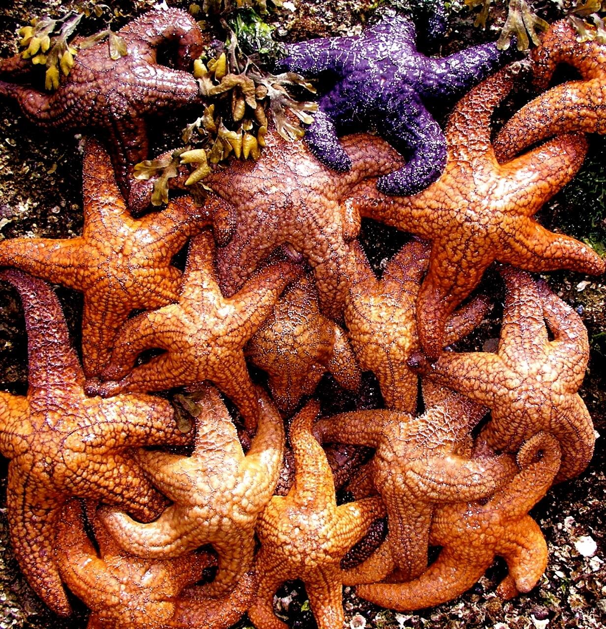 A photo of ochre seastars clinging to a rock face.