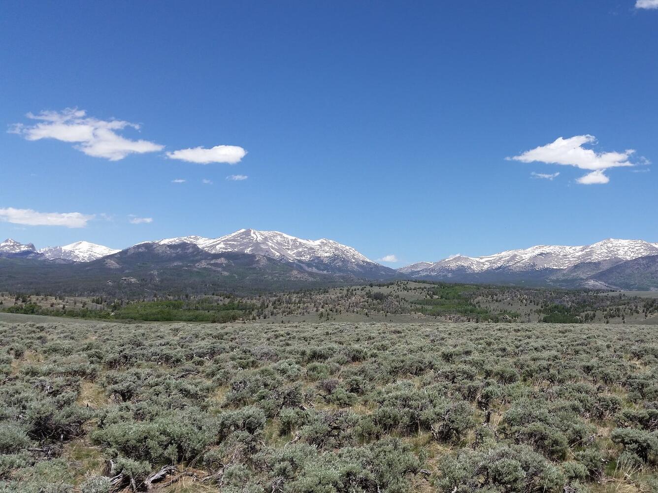 Brown mountains roll in the distance beyond green Sagebrush fields under a blue sky.