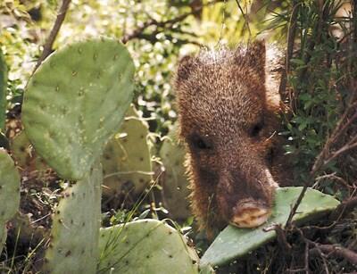 Saguaro National Park Javelina
