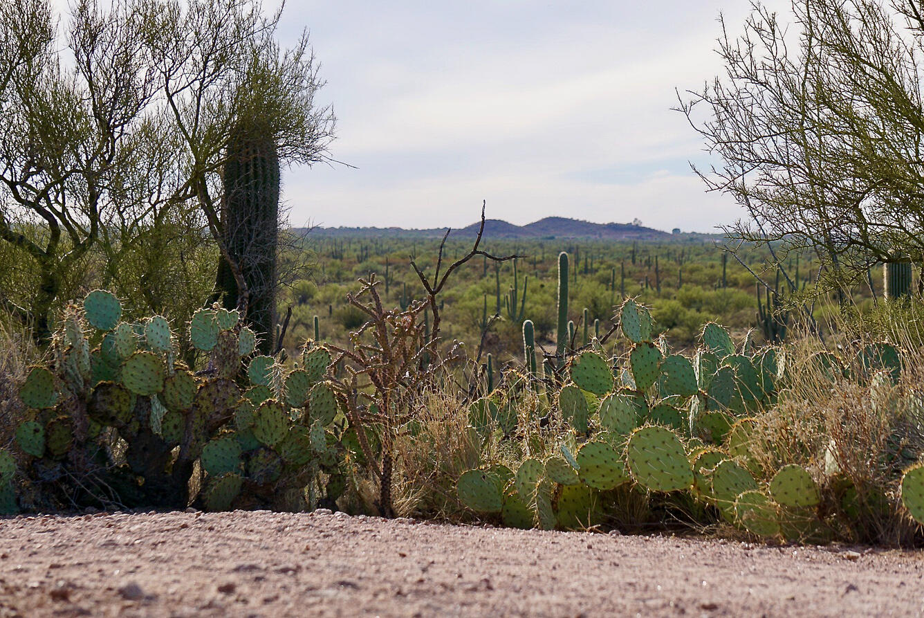 Saguaro National Park 