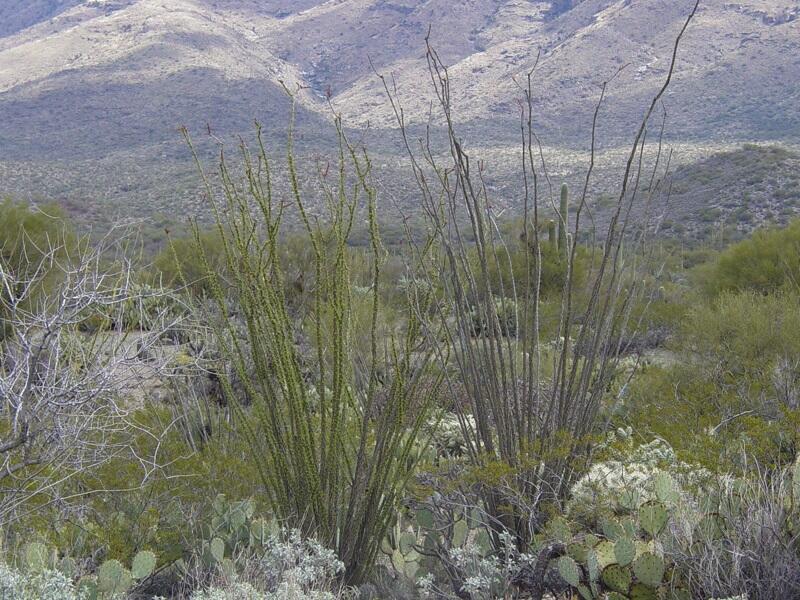 This is a photo of Ocotillo.