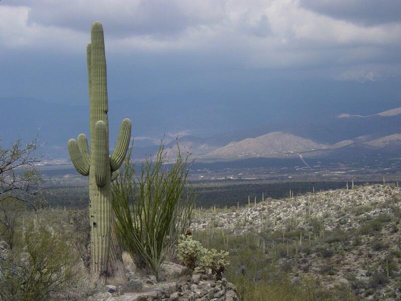 This is a photo of saguaro, teddybear cholla, and ocotillo.