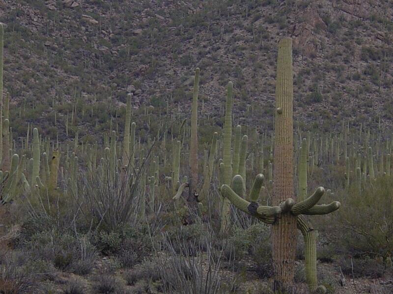 This is a photo of a Saguaro cactus forest.