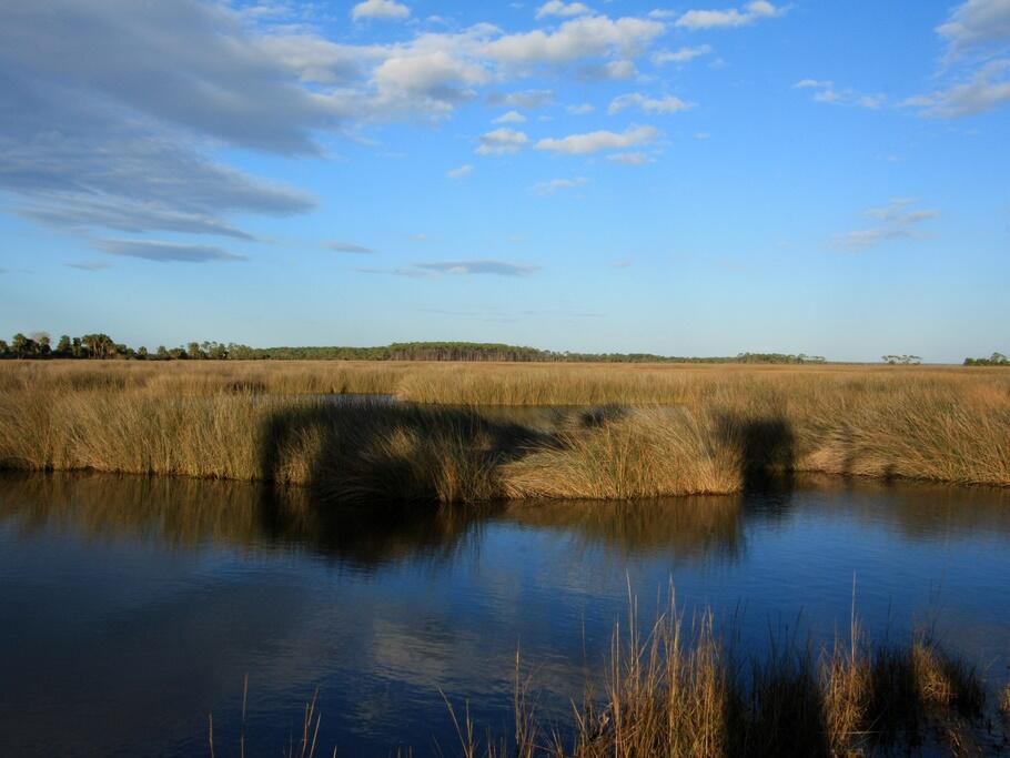 Salt Marsh, St. Marks National Wildlife Refuge