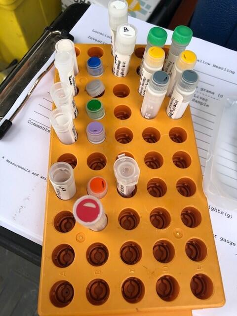 A tray of sampling containers 