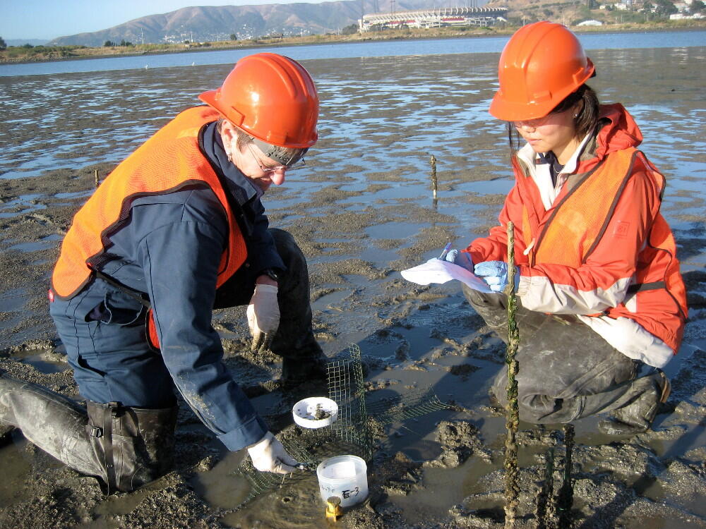 Scientists collecting biological samples from mud flats near Hunters Point, a Superfund site in San Francisco Bay, California