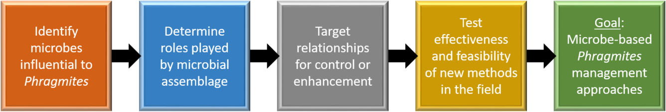 The Science Agenda for microbe-based Phragmites control.