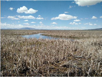 Wetland surrounded by what looks like dead tall grasses