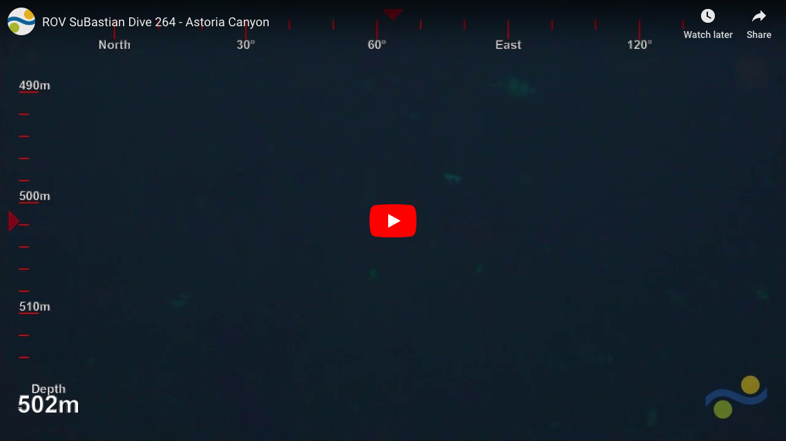 Screen grab of live streaming video. 