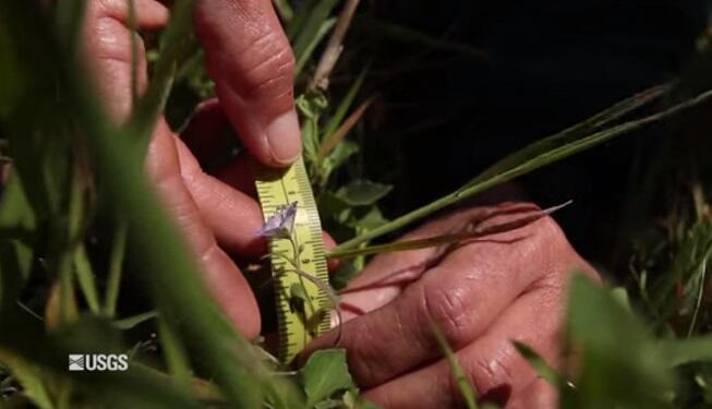 Screenshot from a USGS video depicting research on the Channel Islands.
