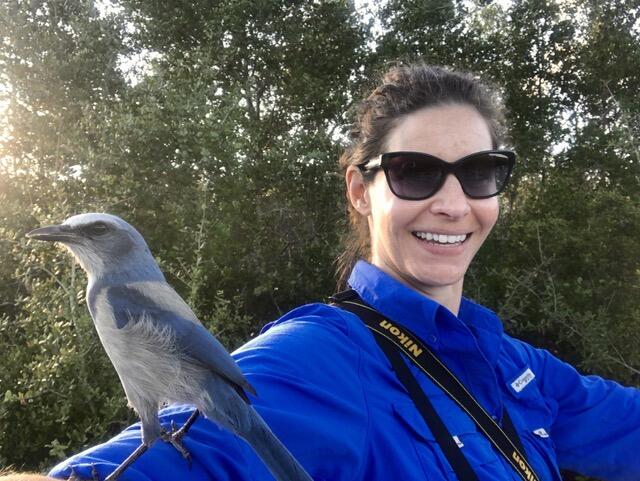 Effects of Translocation on the Florida Scrub Jay in Ocala National Forest