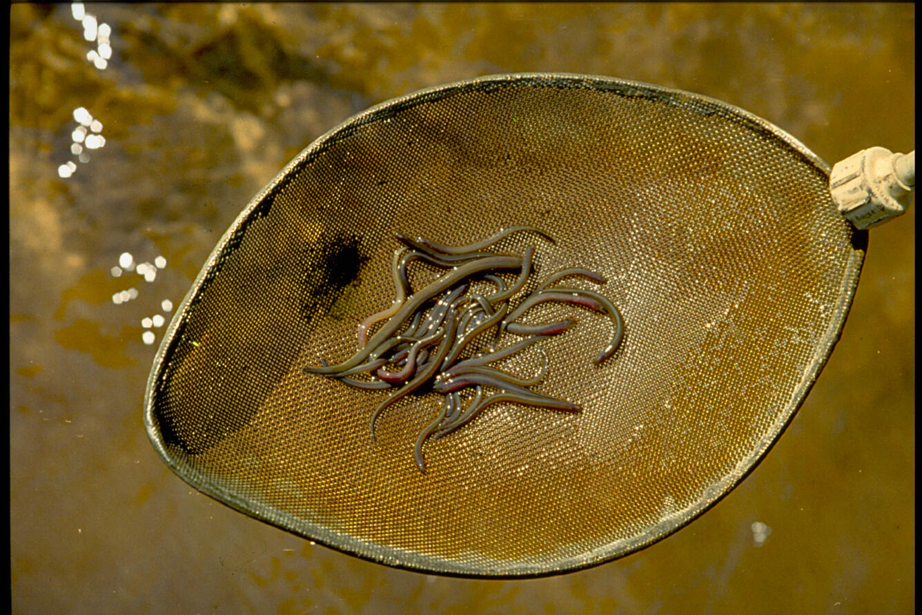 Sea Lamprey Larvae in Electrofishing Basket