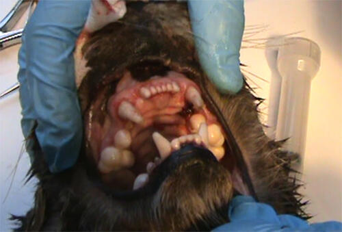 sea otter dental examination