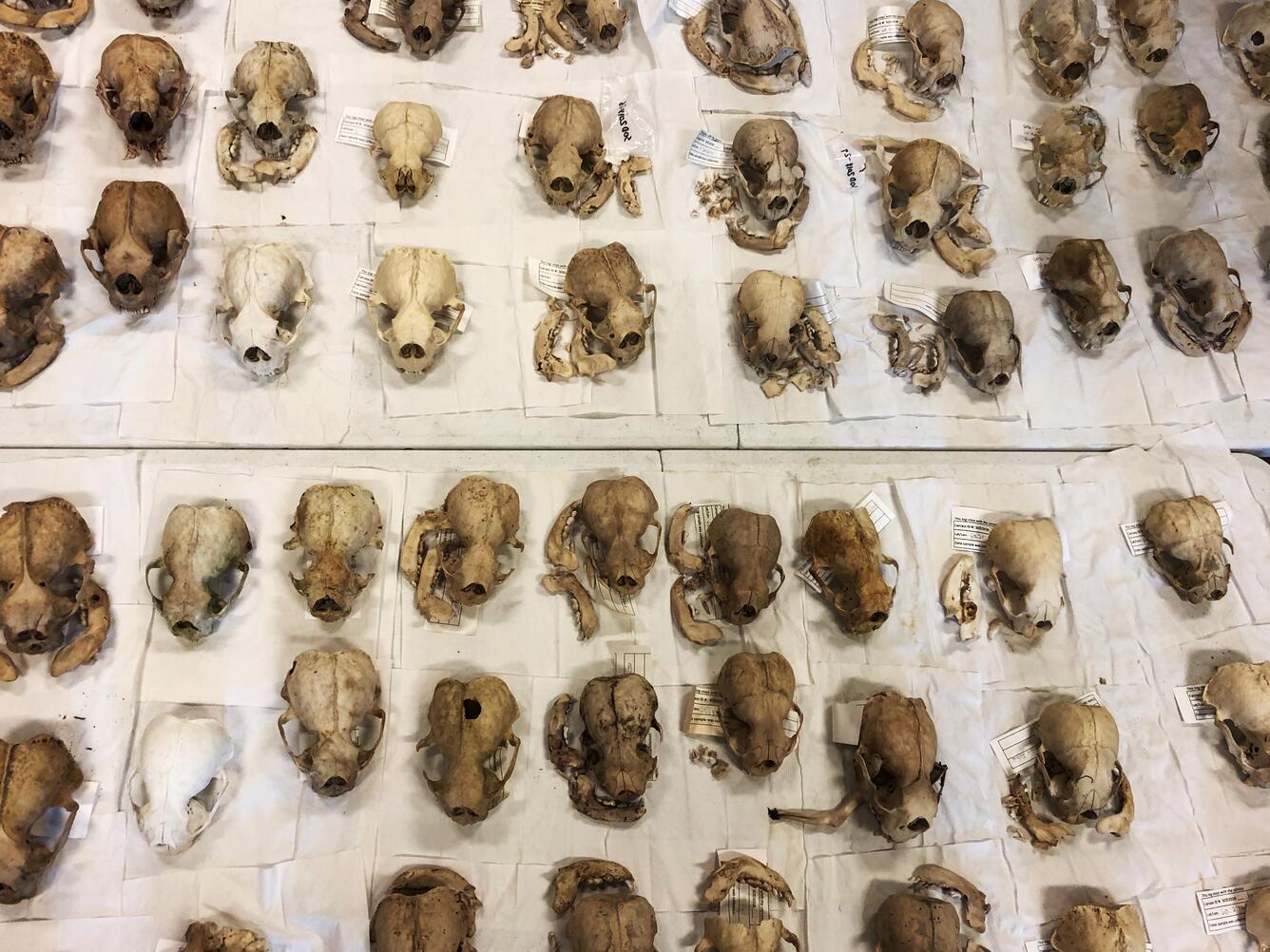 Sea otter skulls being prepared for archival