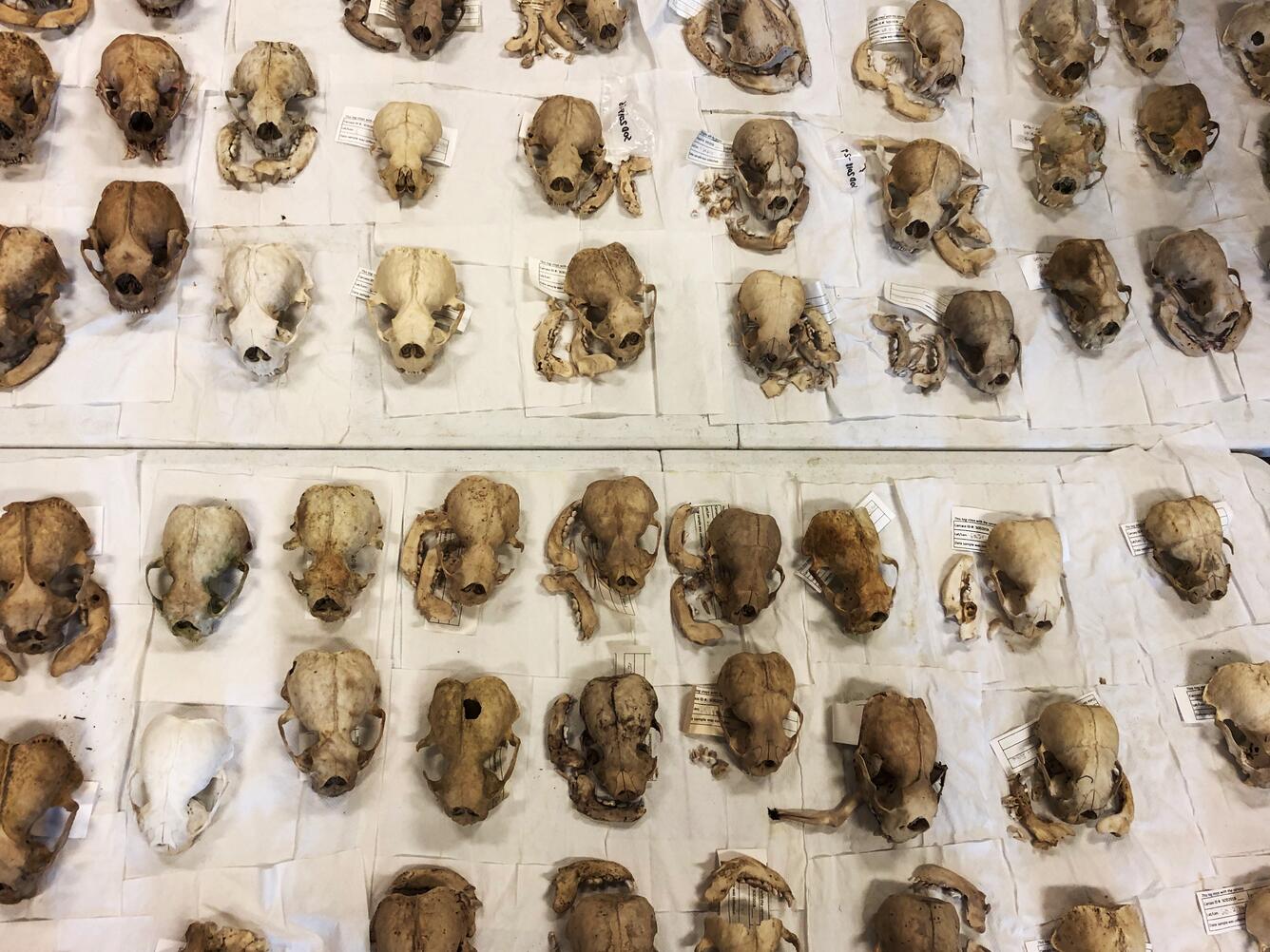 Sea otter skulls being prepared for archival 