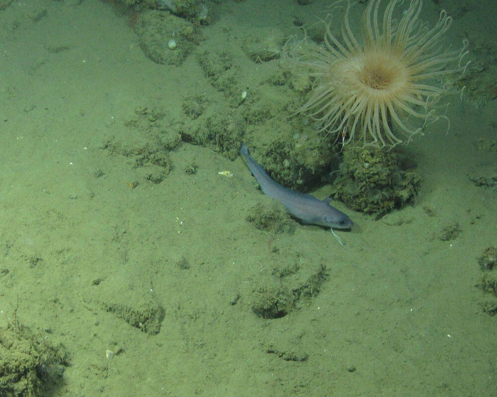 sediment bottom with microbial life as well as tiny worms, crustaceans, and molluscs