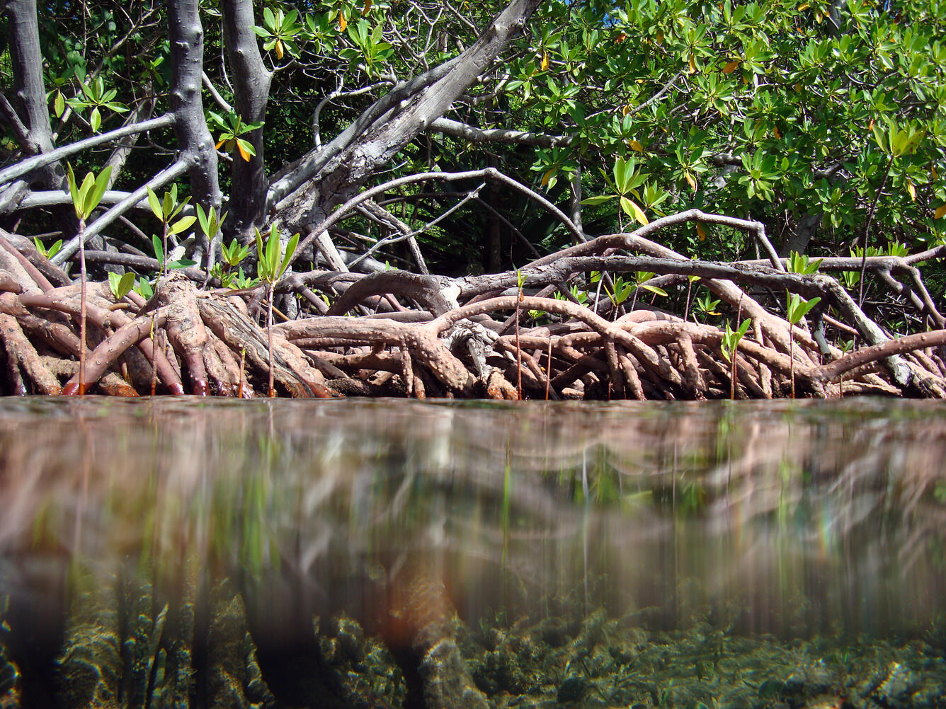 Mangroves - above and below with seedlings