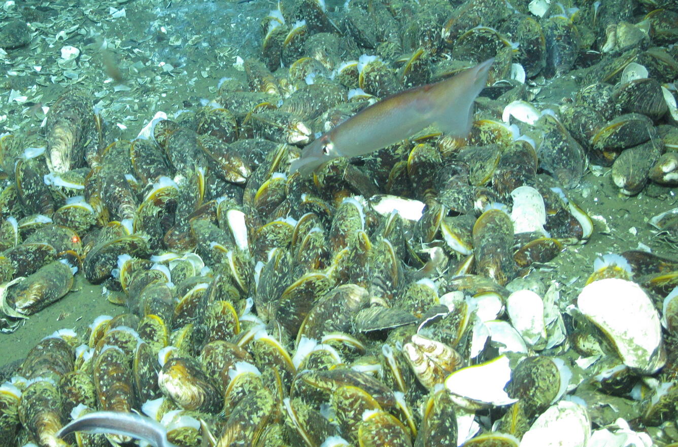 Squid swims over mussel bed at cold seep