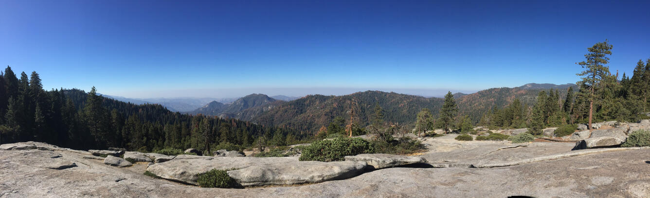 sequoia forest