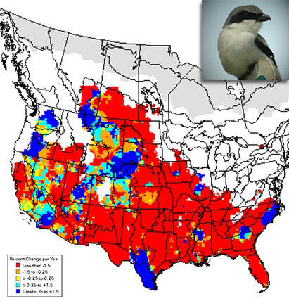 Shrike BBS Trend Map