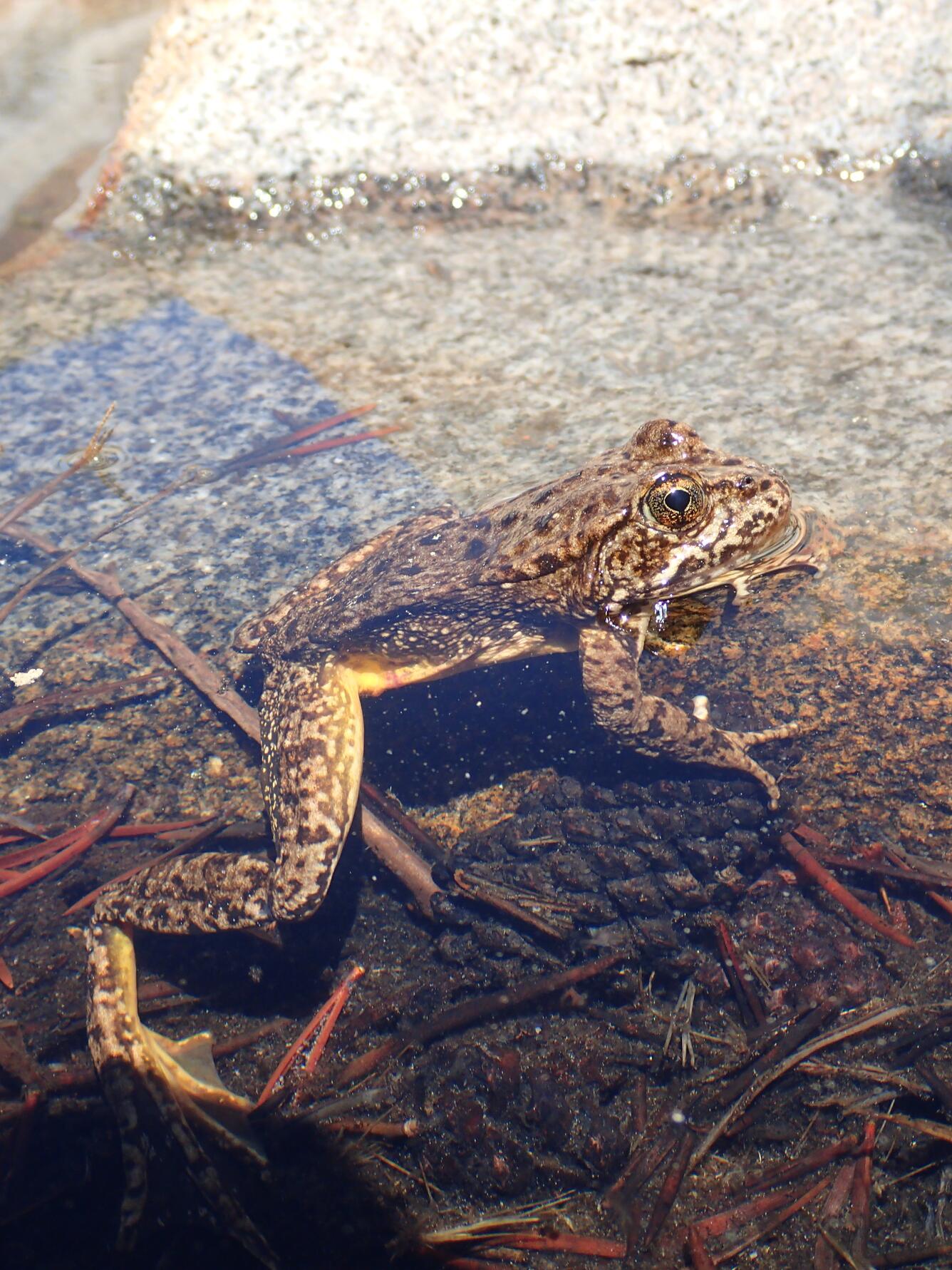 Sierra Nevada Yellow-legged Frog