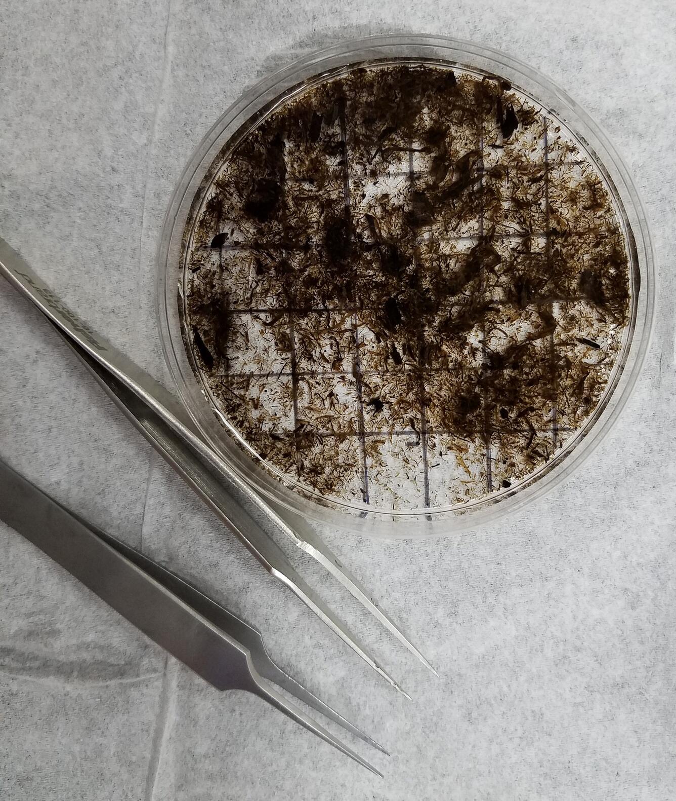 Photo of a sieved peat sample and two pairs of tweezers.