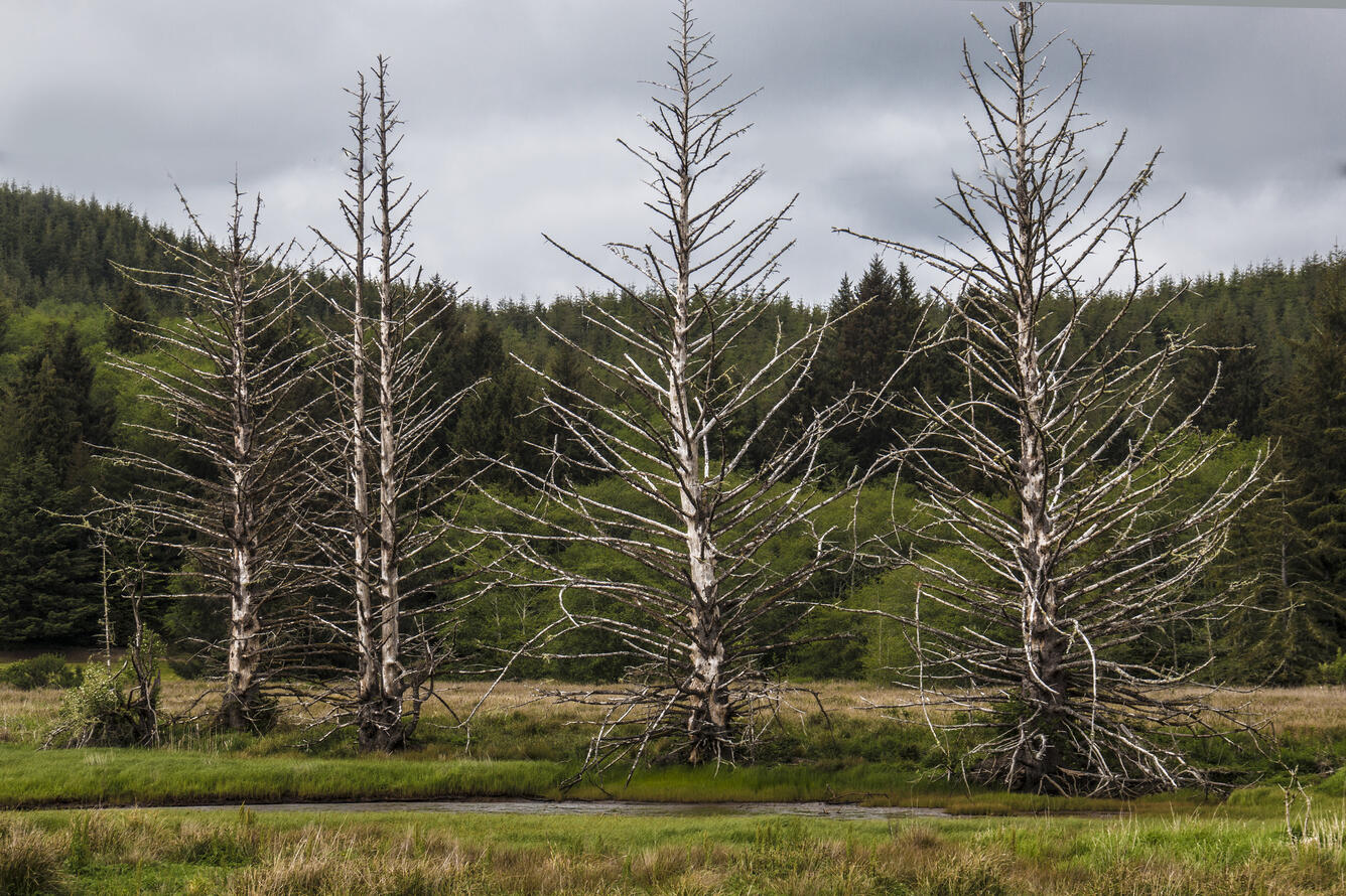 Siletz River in foreground, with trees, mountains, and cloudy skies in background.