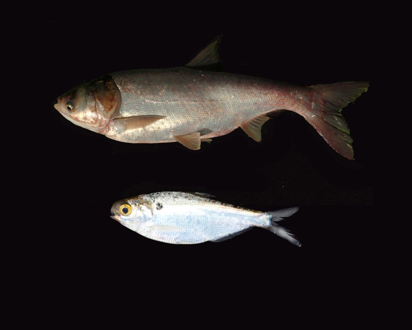 Photo of silver carp and gizzard shad