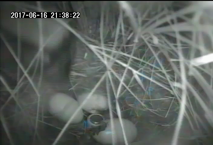 A skunk picks up an egg from a duck nest at night and uses its mouth to open the egg