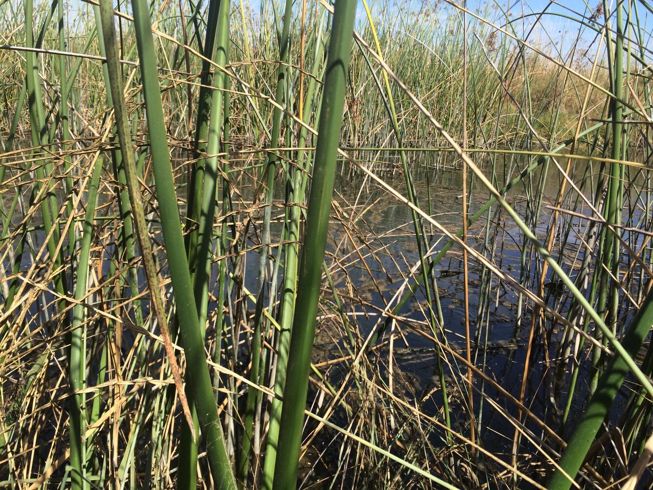 View of Marsh from Skunk's Burrow