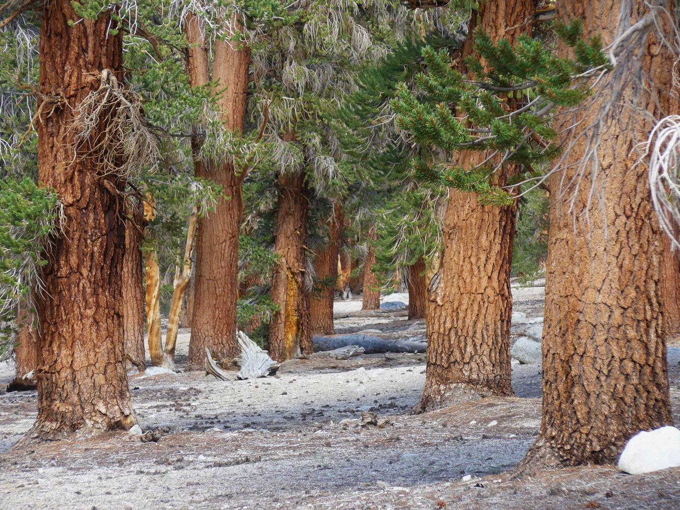 WERC Big Trees