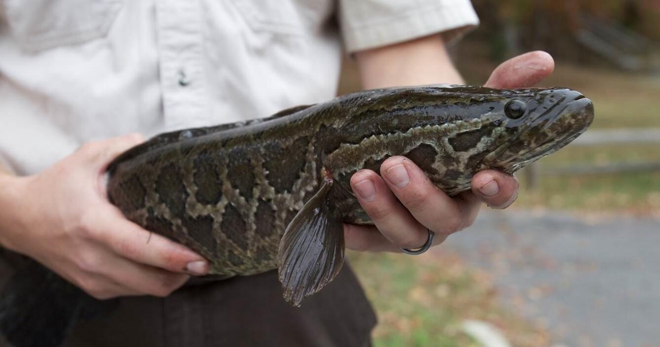 Snakehead