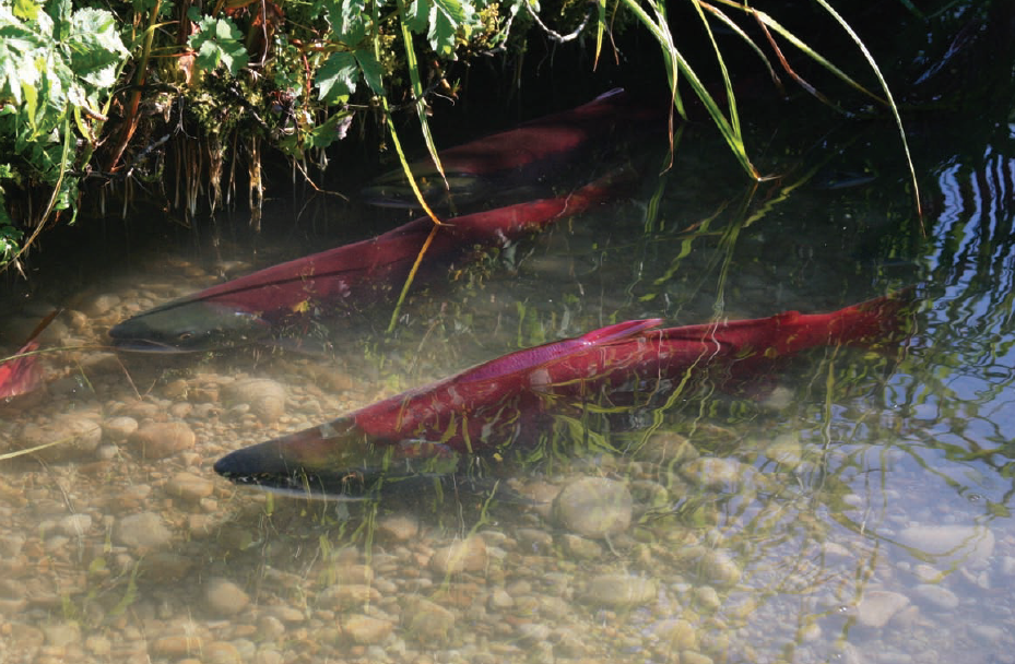 Salmon Swimming