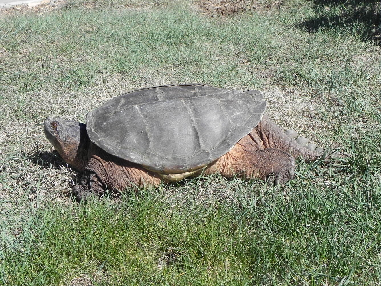 Large snapping turtle on green lawn.