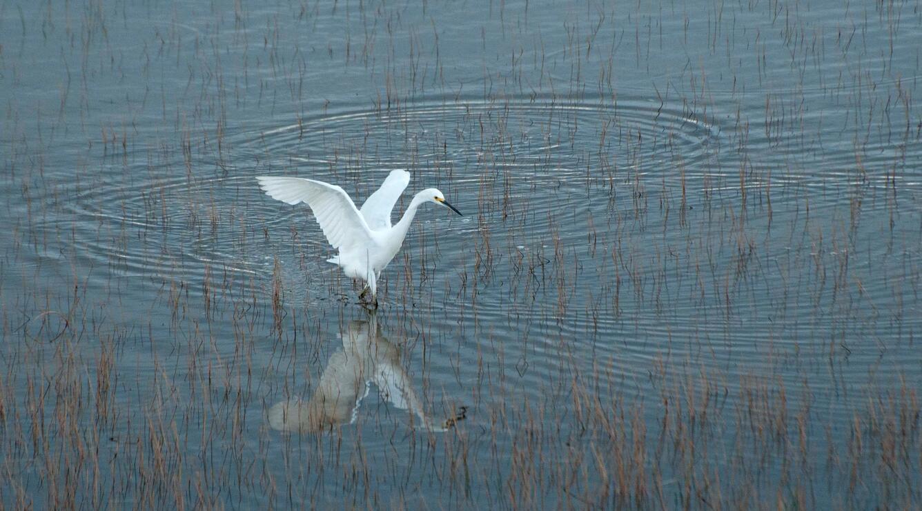 Snowy Egret