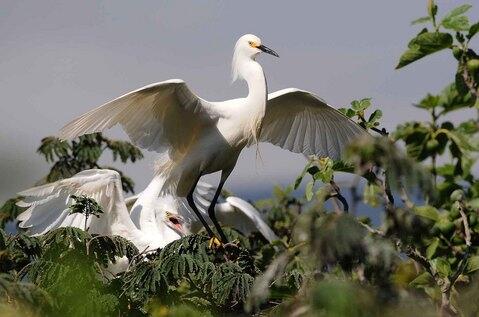 NPS Snowy Egret photo