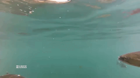 Animated image of a Sockeye Salmon swimming 