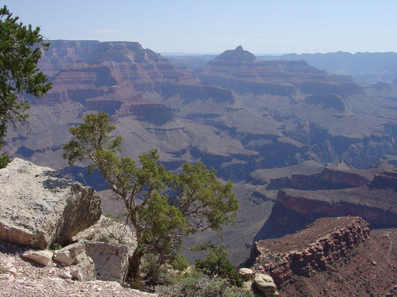 This is a photo of a small juniper growing near Shoshone Point on the South Rim.