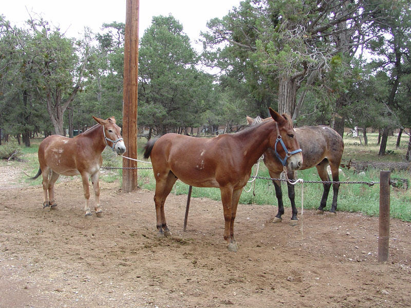 This is a photo of mules waiting for new shoes at the blacksmith shop at Canyon Village on the South Rim.