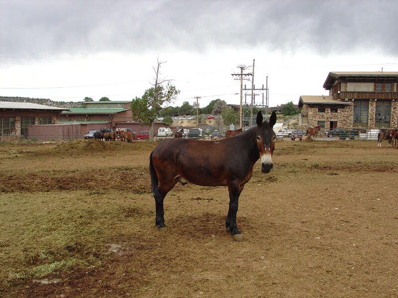 This is a photo of a mule at Canyon Village on the Grand Canyon's South Rim.
