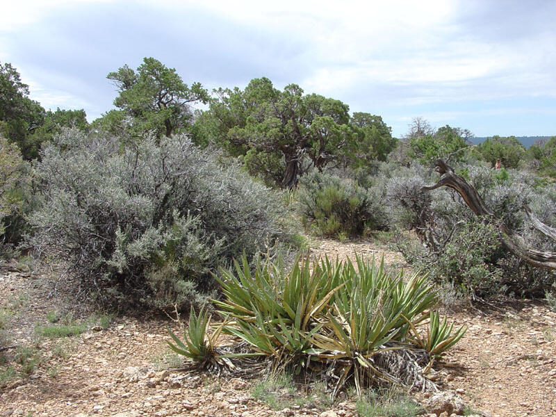 This is a photo of a mixed forest and shrubland consisting mostly of ponderosa pine, Utah juniper, pinyon pine, & gamble oak.